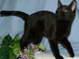Young Male Cat - Domestic Short Hair-black: 