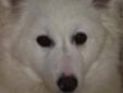 Young Male Dog - American Eskimo Dog: 