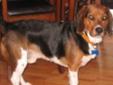 Young Male Dog - Beagle: 