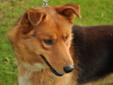 Young Male Dog - Collie German Shepherd Dog: 