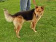 Young Male Dog - Collie German Shepherd Dog: 