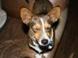 Young Male Dog - Corgi Terrier: 