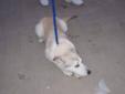 Young Male Dog - Husky Labrador Retriever: 