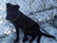 Young Male Dog - Labrador Retriever Pit Bull Terrier: 