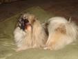 Young Male Dog - Pekingese: 