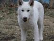 Young Male Dog - Siberian Husky Alaskan Malamute: 
