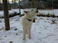 Young Male Dog - Siberian Husky Alaskan Malamute: 