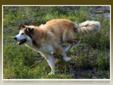 Young Male Dog - Siberian Husky Collie: 