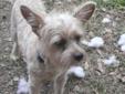 Young Male Dog - Terrier: 